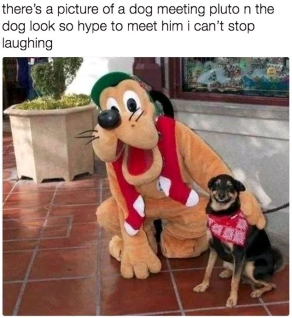 Dog - meme