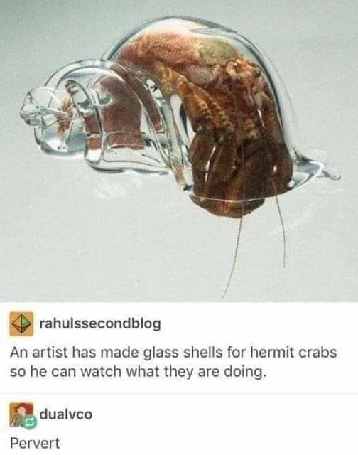 Glass shells for hermit crabs - meme