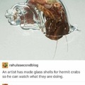 Glass shells for hermit crabs