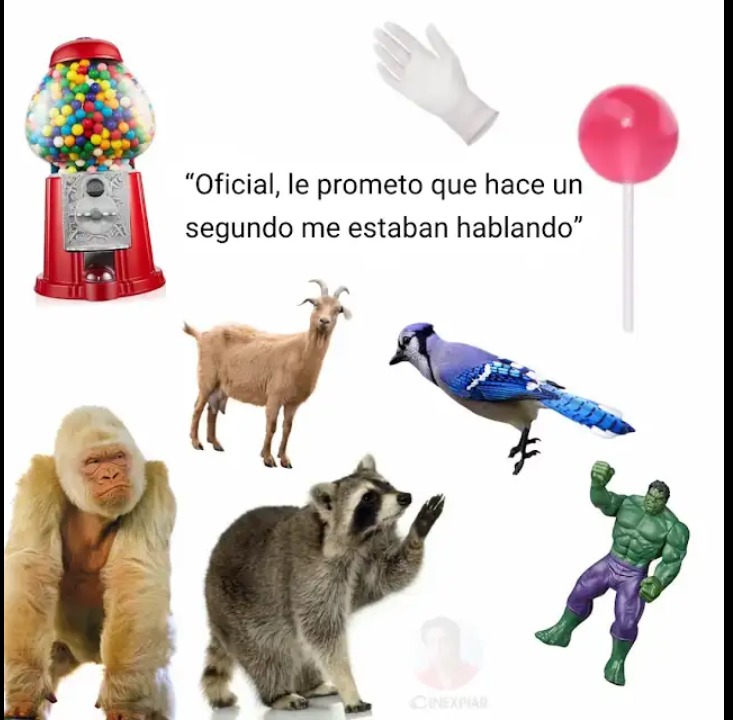 Mapache que porquería - meme