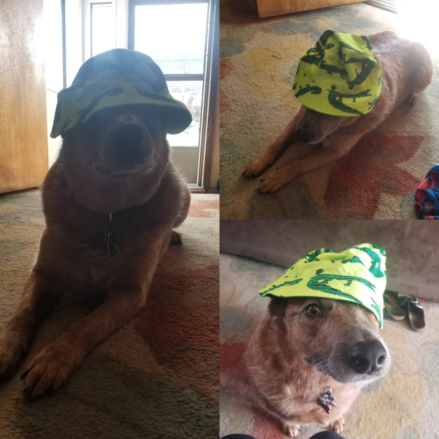 He likes his alligator hat - meme