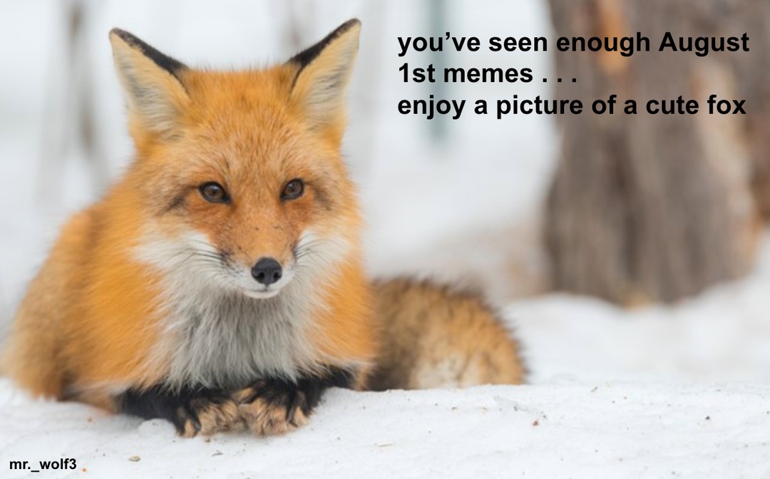 foxes are jus adorable - meme