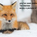 foxes are jus adorable