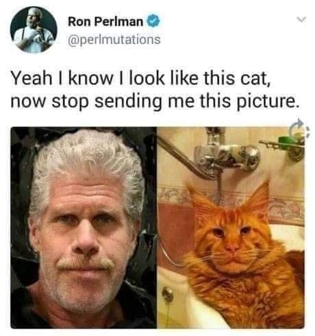 Hell cat - meme