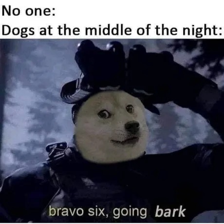 Dogs at the middle of the night - meme
