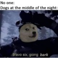 Dogs at the middle of the night