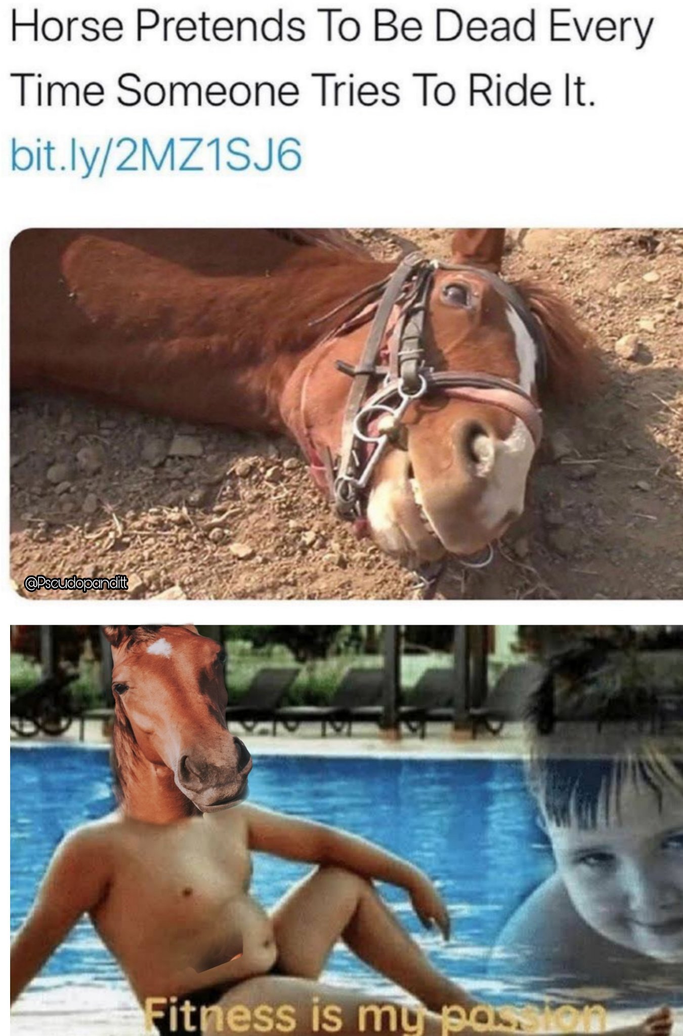 Lazy horse - meme