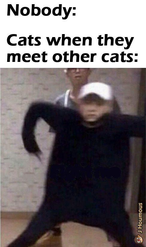 Cats - meme