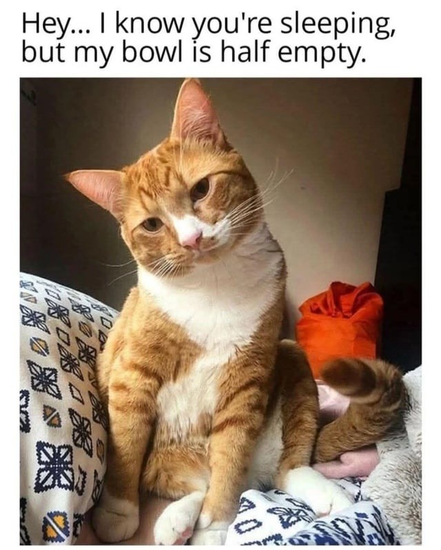 I know it’s 3am but my bowl got vibes not food - meme