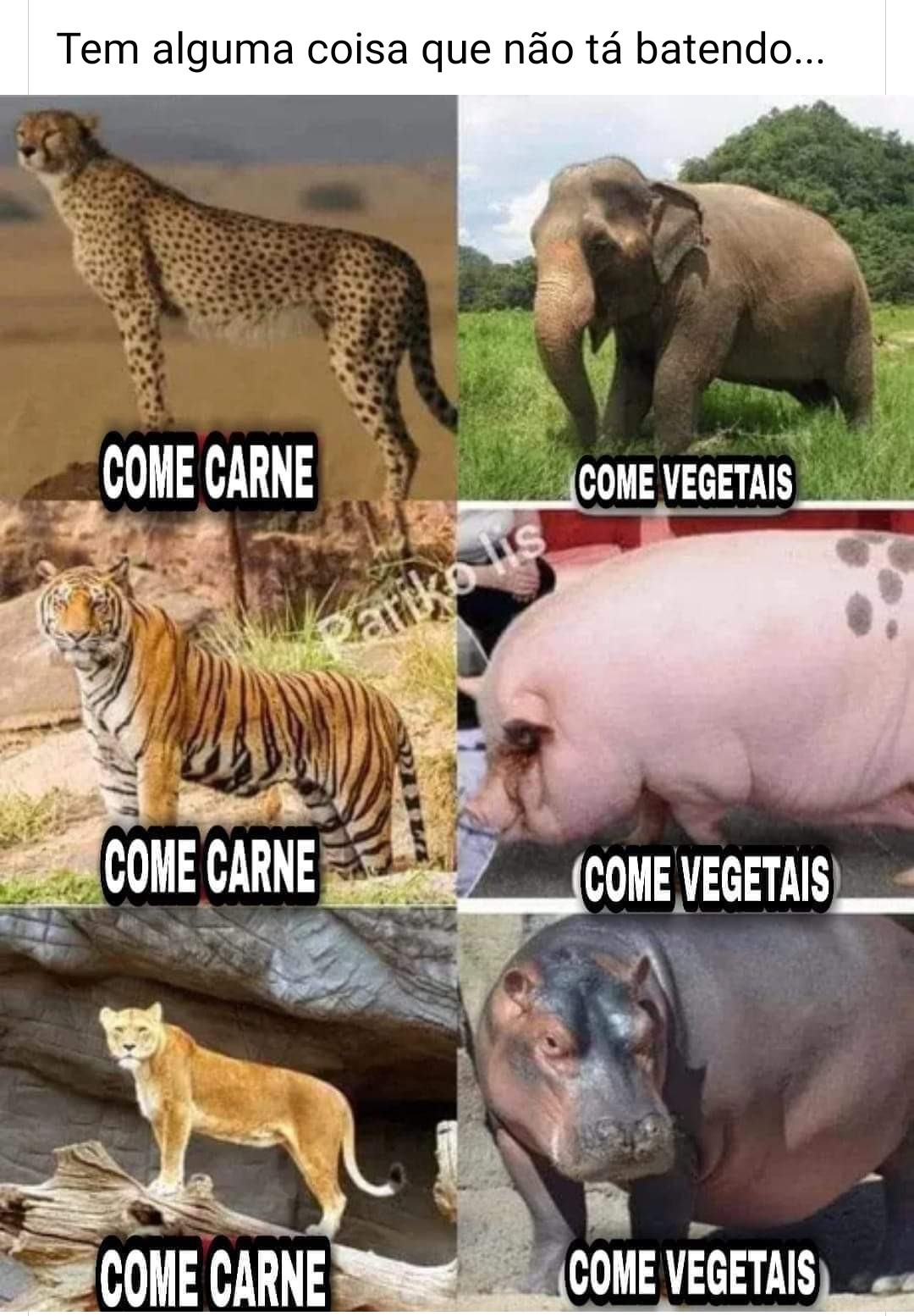 Carne é vida! Os veganos que lutem - meme