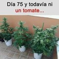 No hay tomates :(