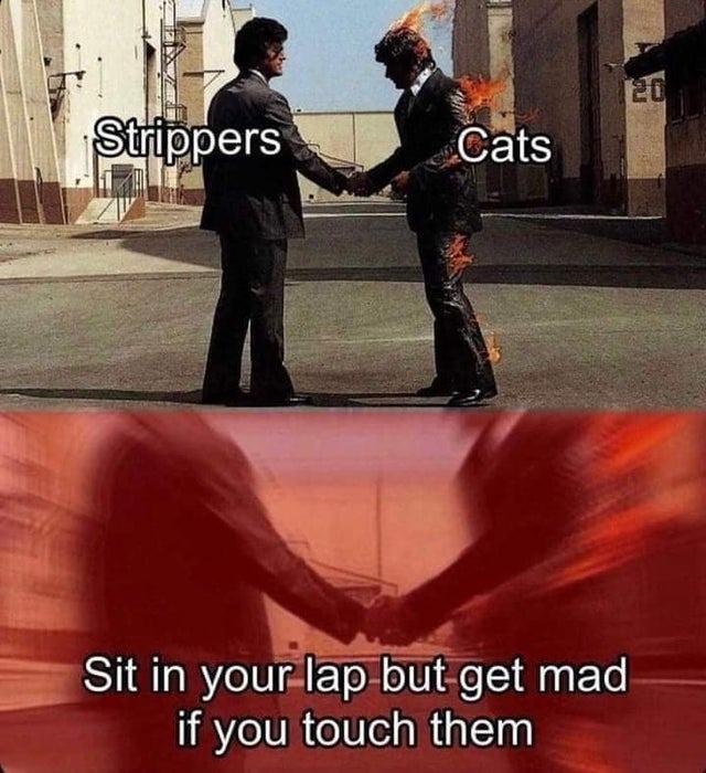 Strippers and cats - meme