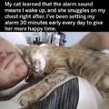 wholesome cats