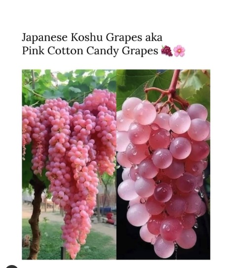 Koshu grapes are a unique variety native to Japan, primarily grown in the Yamanashi Prefecture - meme