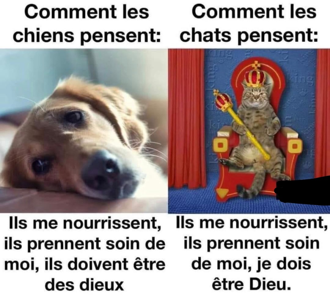 Les chats pensent qu’ils sont Dieu. Les chiens, eux, nous kiffent - meme