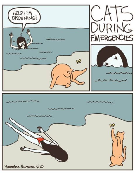 Cats are furry buttholes - meme