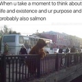 I like salmon