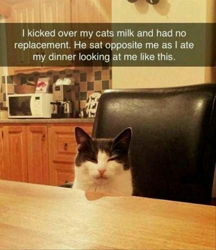 Cat is not happy with hooman - meme