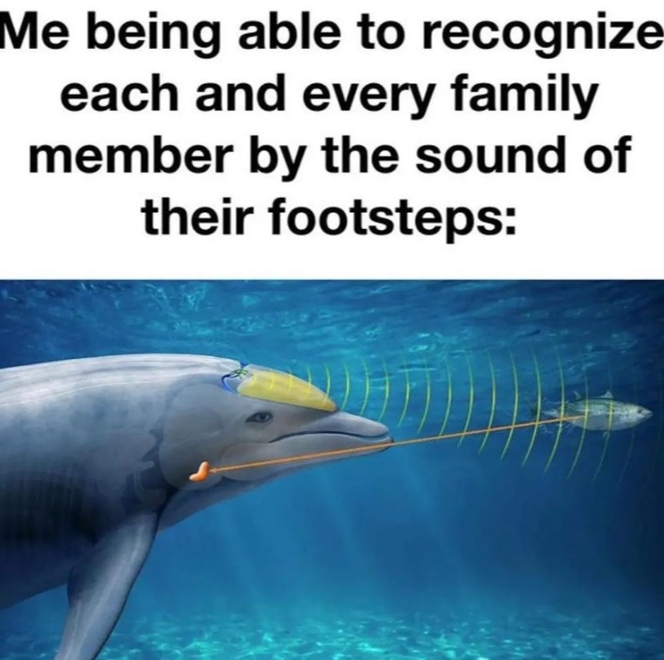 dolphin power - meme