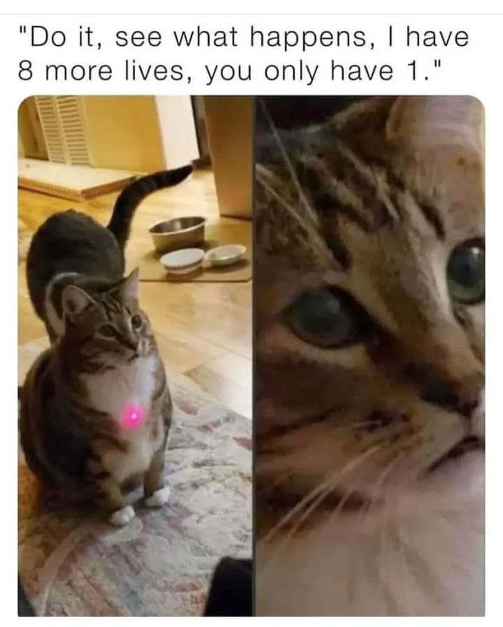 Posting cute cat memes till novagecko bans me - Meme by Yuuyu :) Memedroid