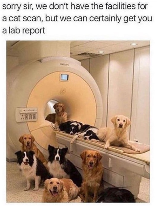 doctor doggo - meme