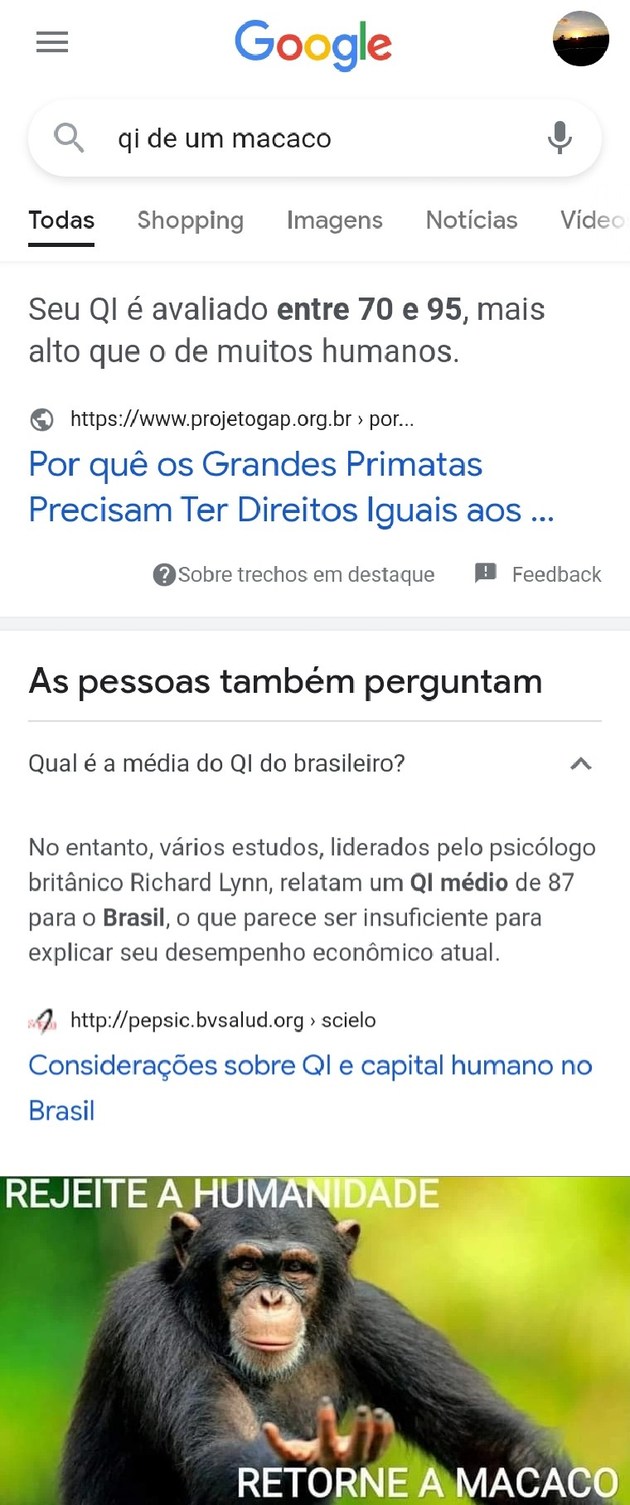 100 melhor ideia de macacos engraçados  macacos engraçados, macacos,  primatas