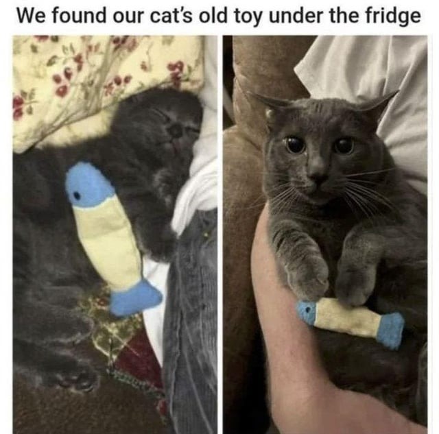 Cat's old toy found - meme