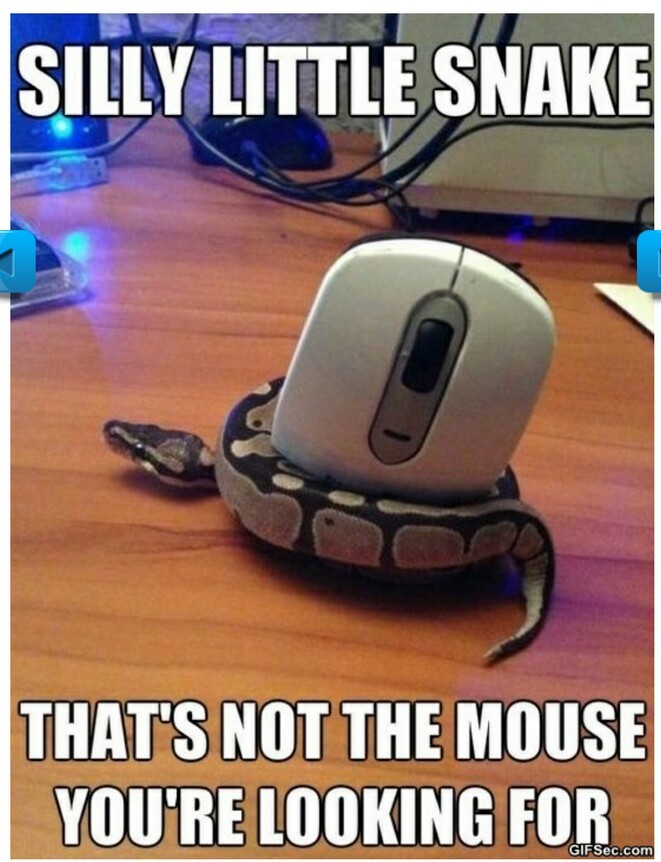 silly snake - meme