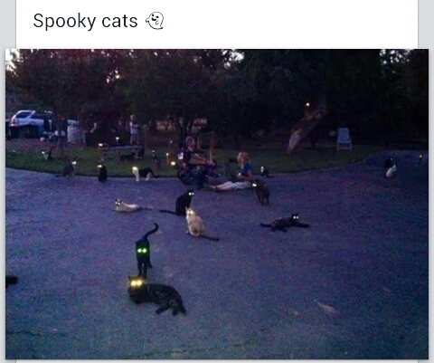 Just cats in night. - meme