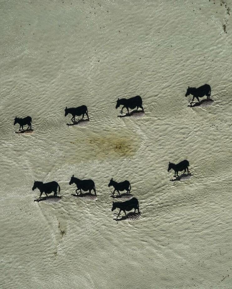 Nice photo of zebras. - meme
