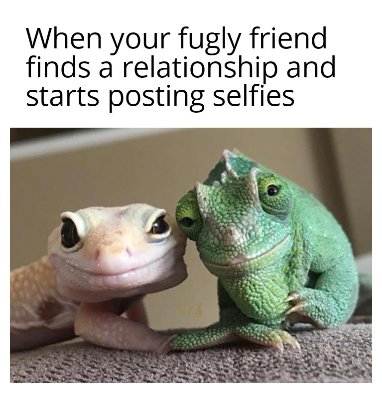 Loving lizards - meme