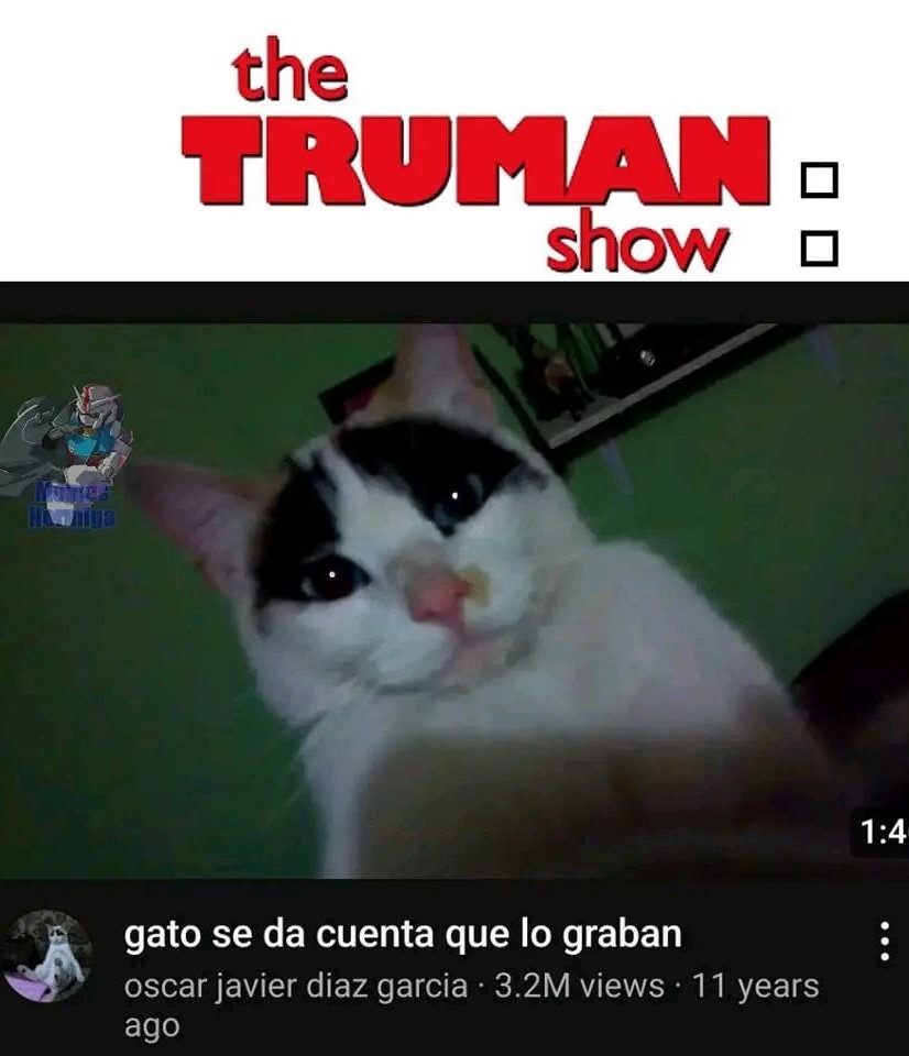 Cuando el gato se da cuenta que lo están grabando estilo Truman Show - meme