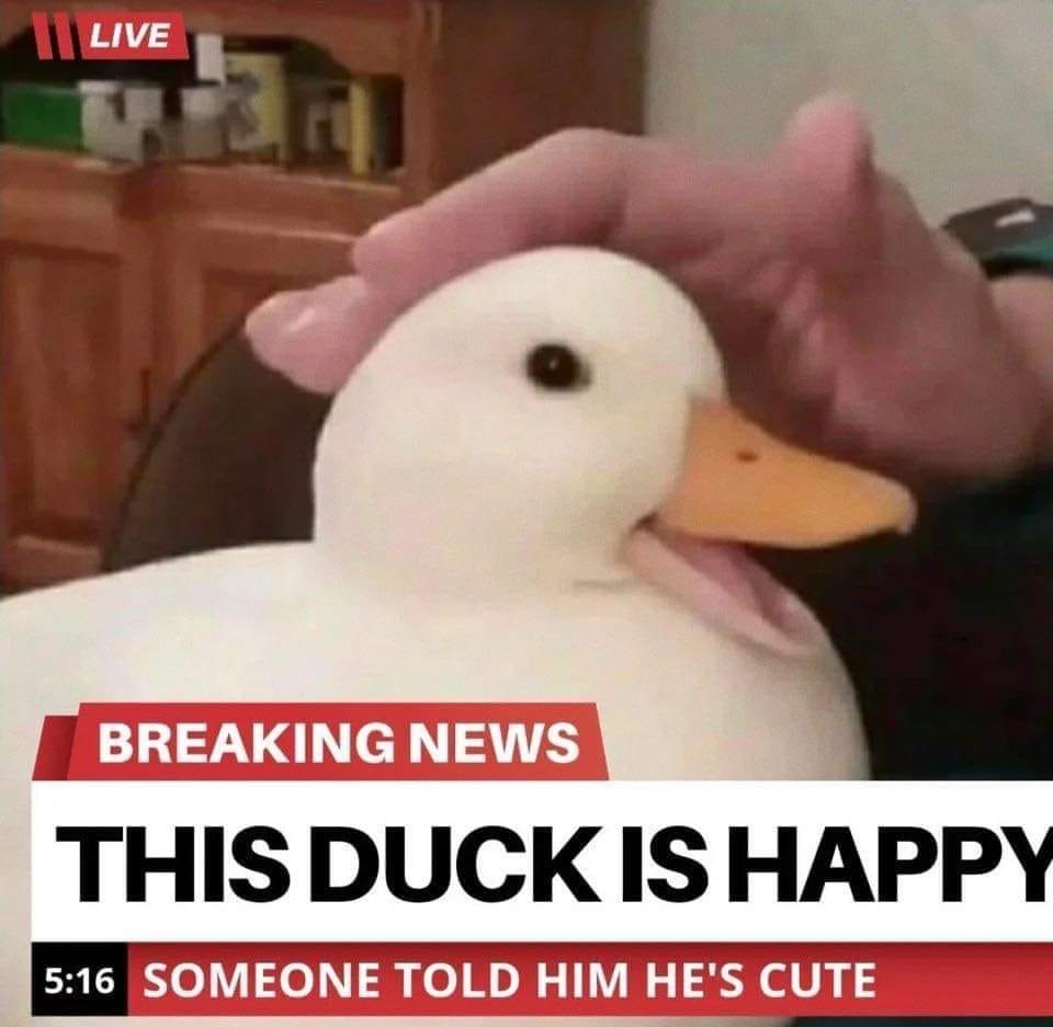 Pato feliz :D - meme