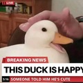 Pato feliz :D