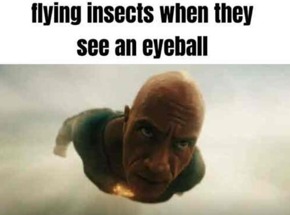 Flying insect meme