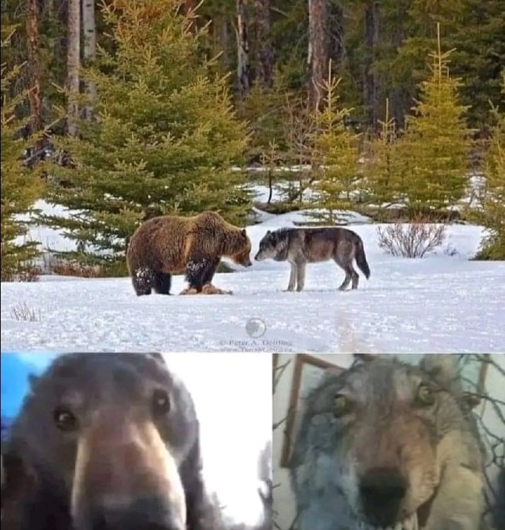 Cuanto eres un lobo y miras a un oso - meme