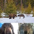 Cuanto eres un lobo y miras a un oso