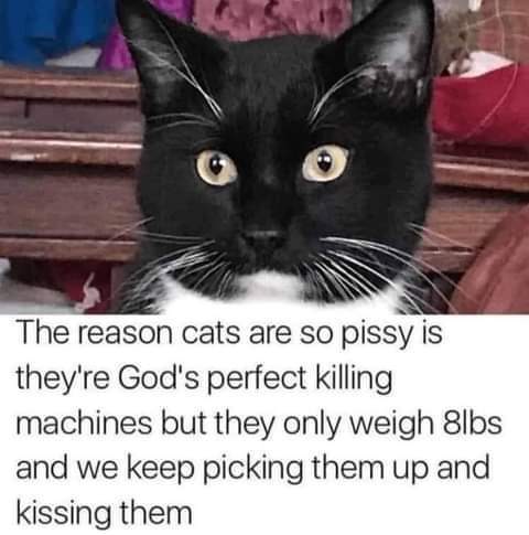 Clitty cat - meme