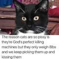 Clitty cat