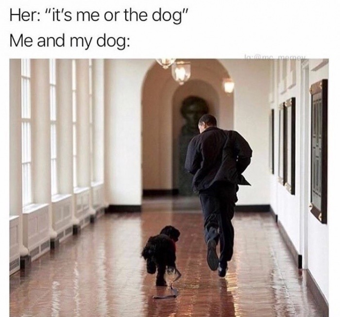 It's me or the dog - meme