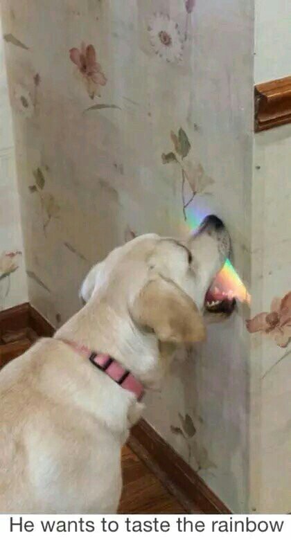 Rainbow - meme