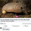 But why would you shoot an armadillo?