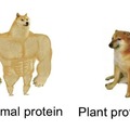 Proteins be like