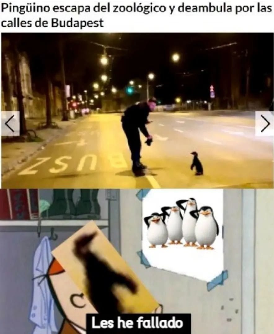 Pinguino chad - meme