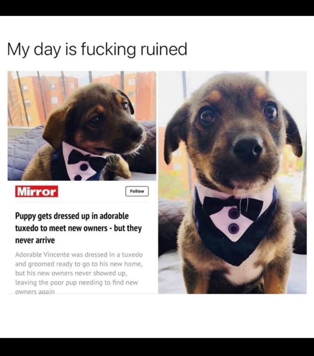 Poor puppy - meme