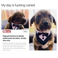 Poor puppy