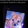 Mirando mi telefono viejo y encontré una foto de el perro que intercambié por un juego