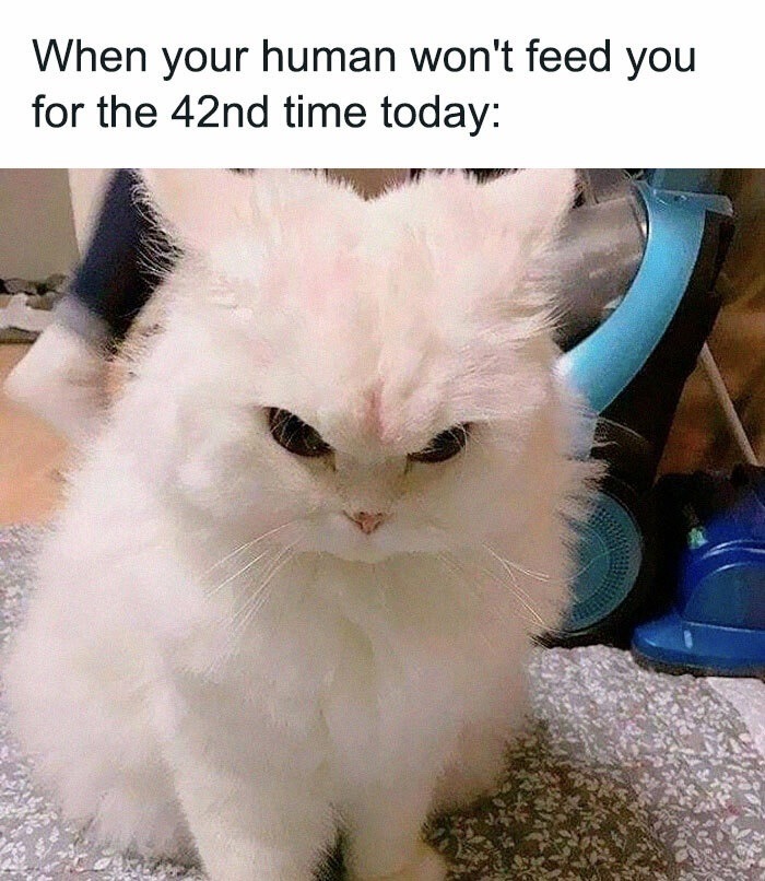 don’t make kitty angry - meme
