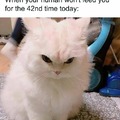 don’t make kitty angry