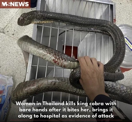 She got bit by a cobra and walked to the ER like a side quest - meme